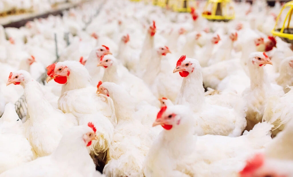poultry farm