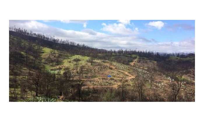 reforestación
