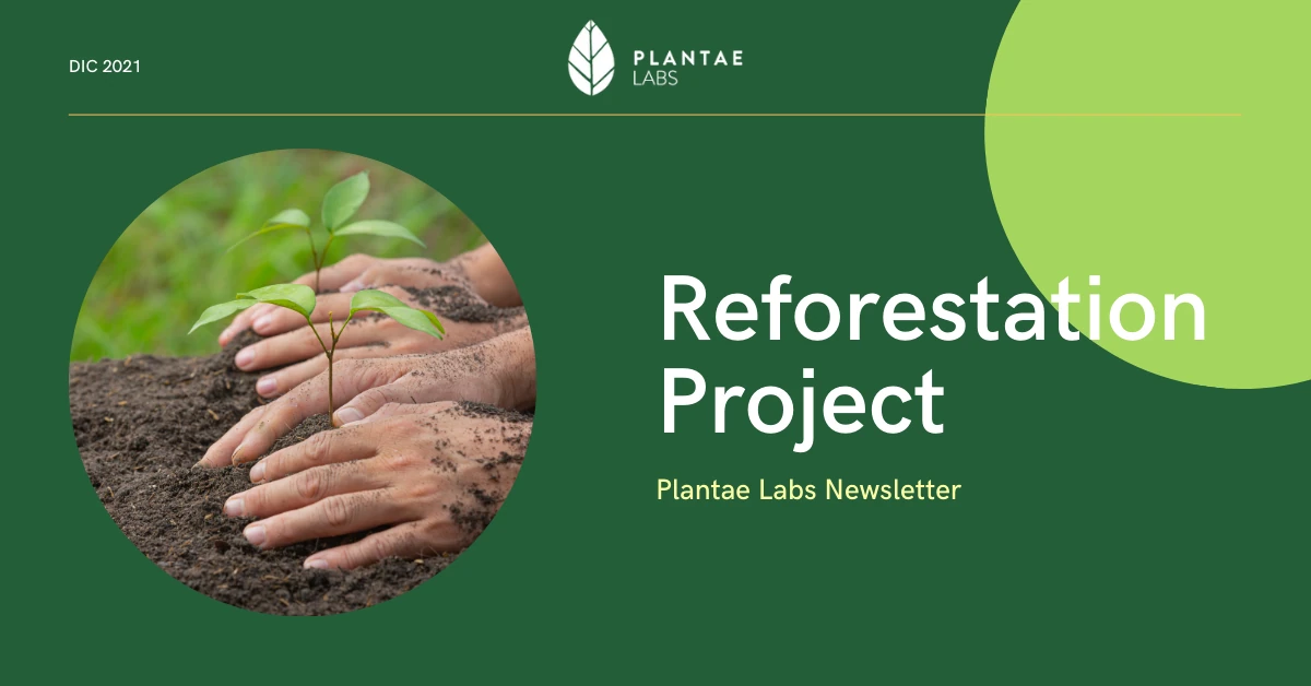 Reforestation project