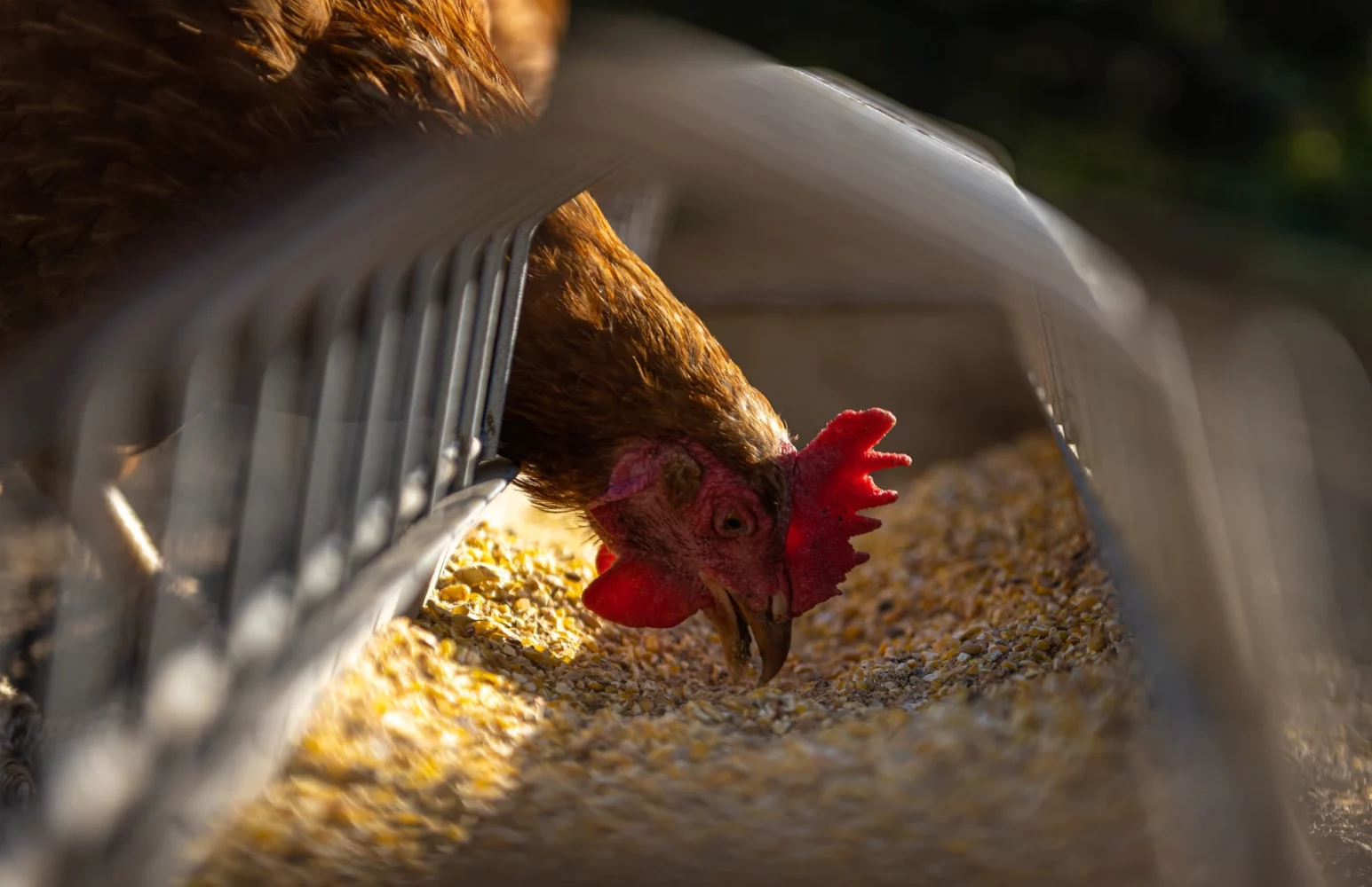 Animal health solutions