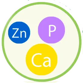 Zn - P - Ca