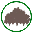 Reforestation