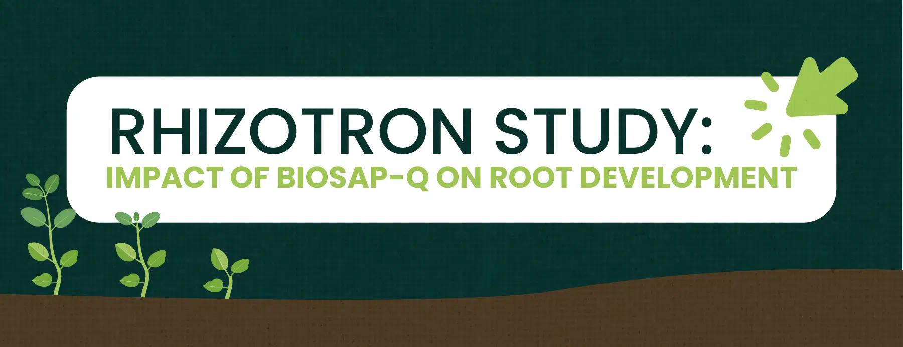 Rhizotron Study: Impact of BioSap-Q on Root Development