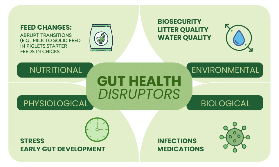 gut health disruptors