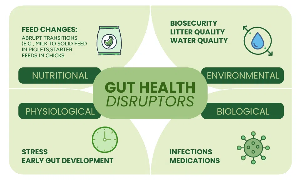 gut health disruptors
