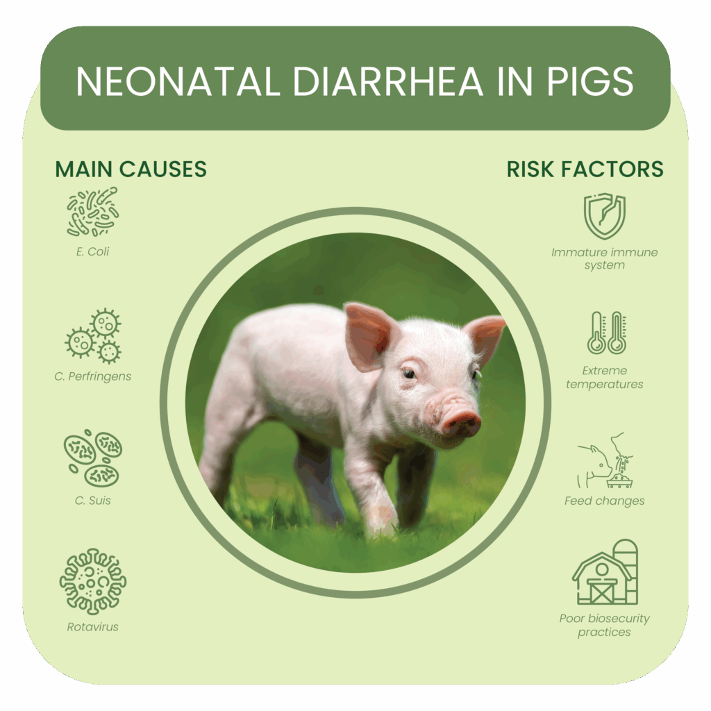 Neonatal diarrhea in Pigs
