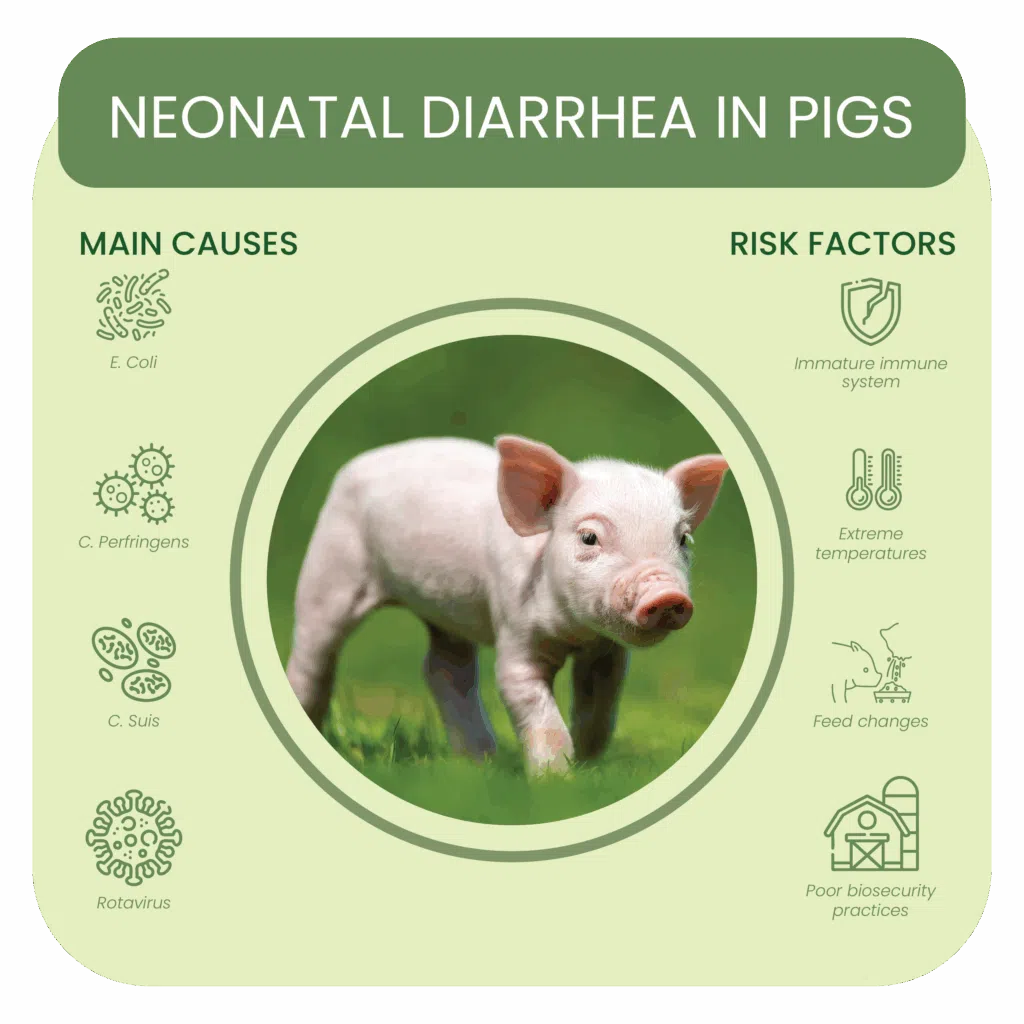 Neonatal diarrhea in Pigs