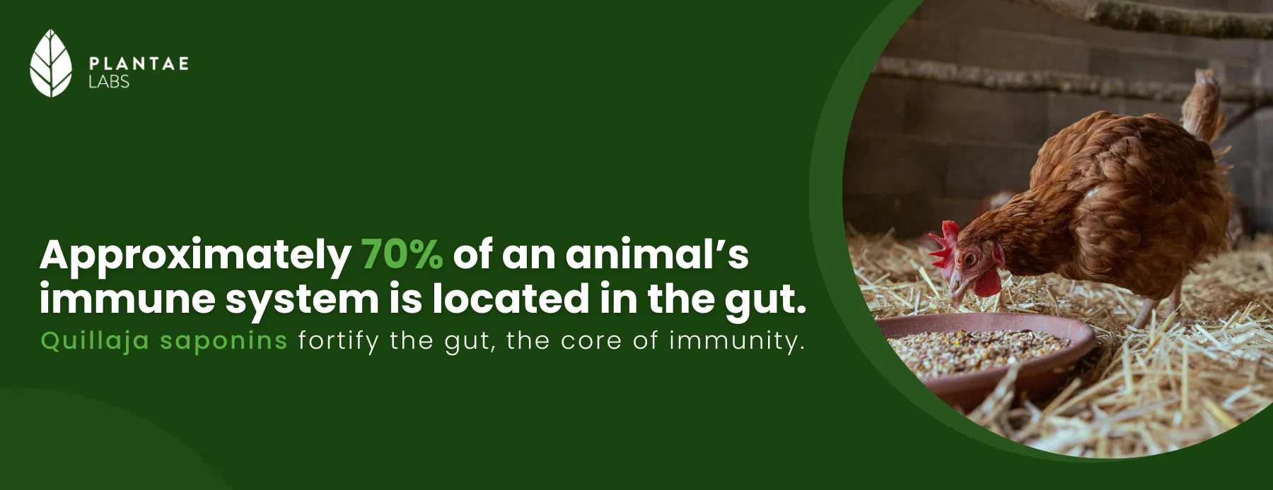 Immunity of Livestock