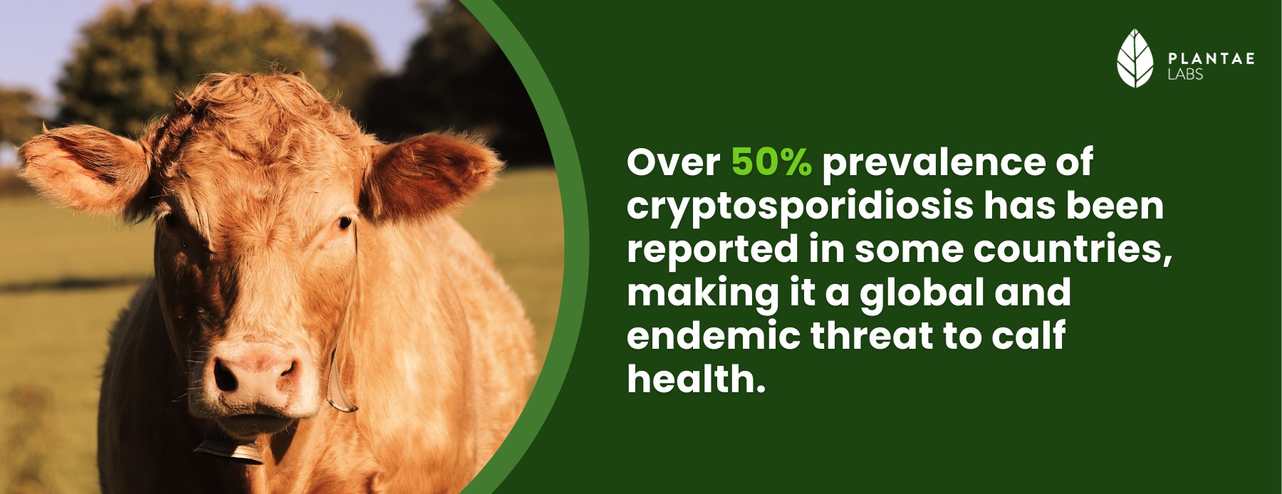 Cryptosporidiosis in Calves
