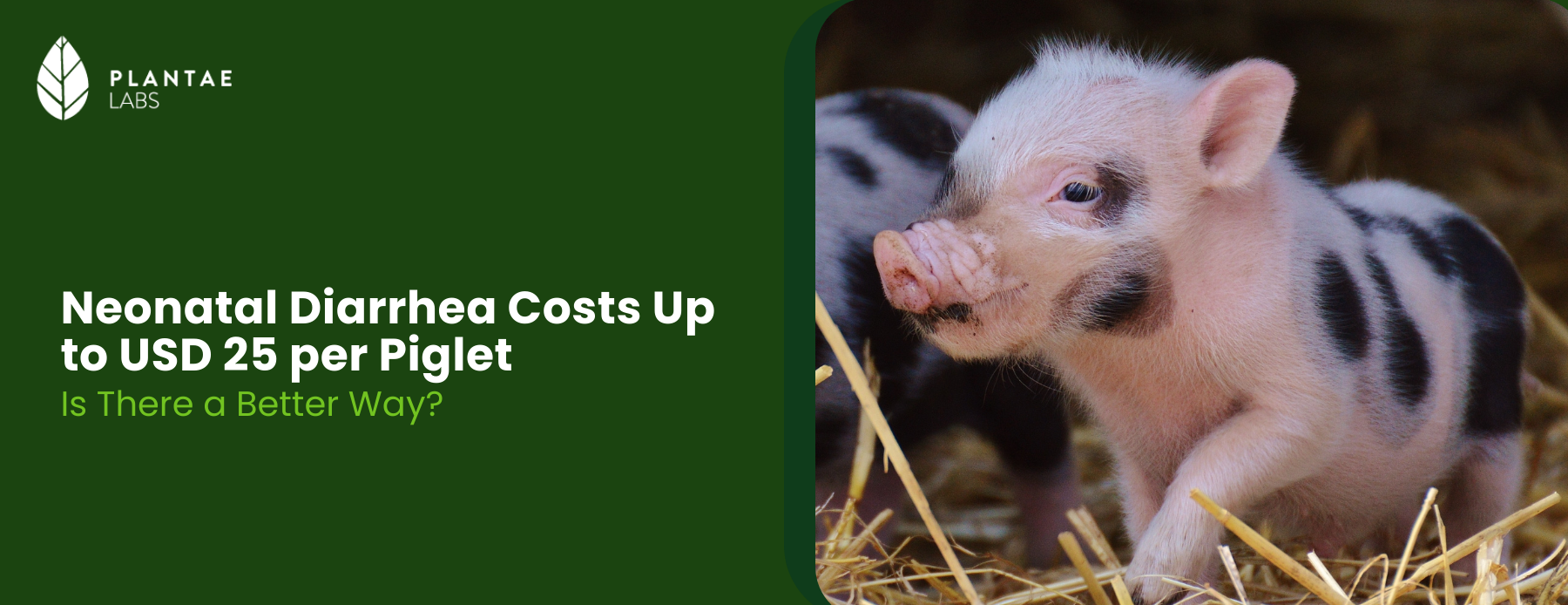 Integrated Approach to Controlling Neonatal Diarrhea in Pigs
