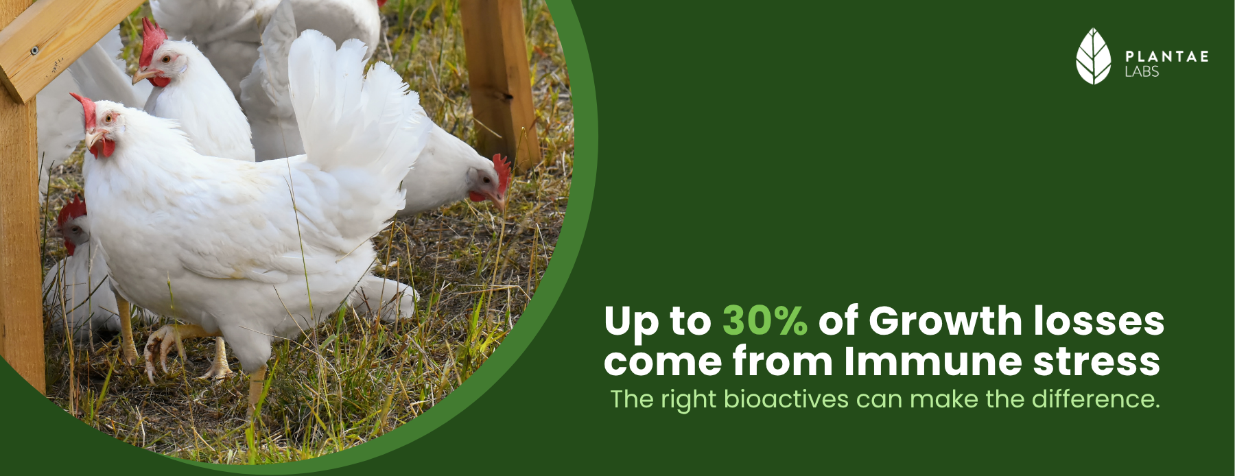 Building Resilient Poultry Through Stronger Immunity
