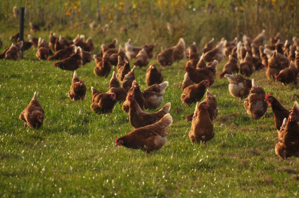 Poultry Immunity and performance