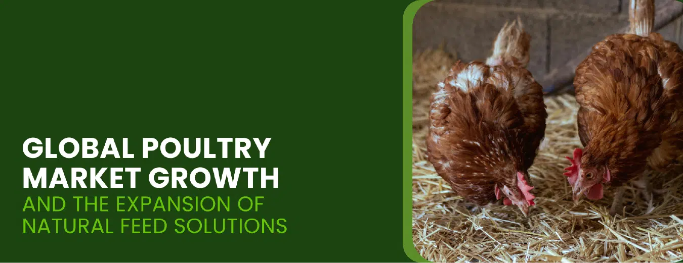 Global Poultry Market Growth and the Expansion of Natural Feed Solutions in Asia-Pacific