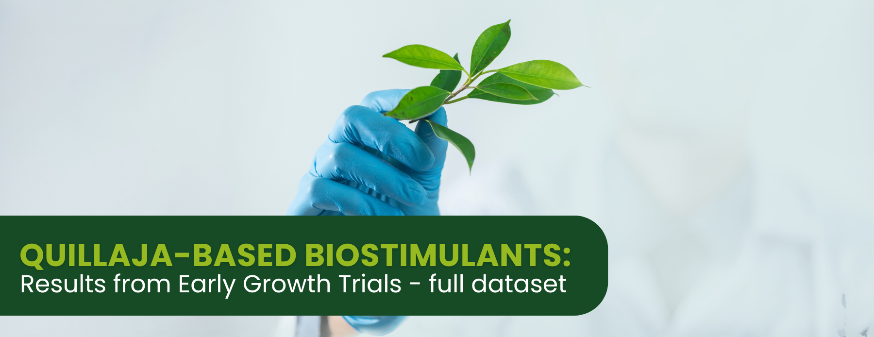 QUILLAJA-BASED BIOSTIMULANT