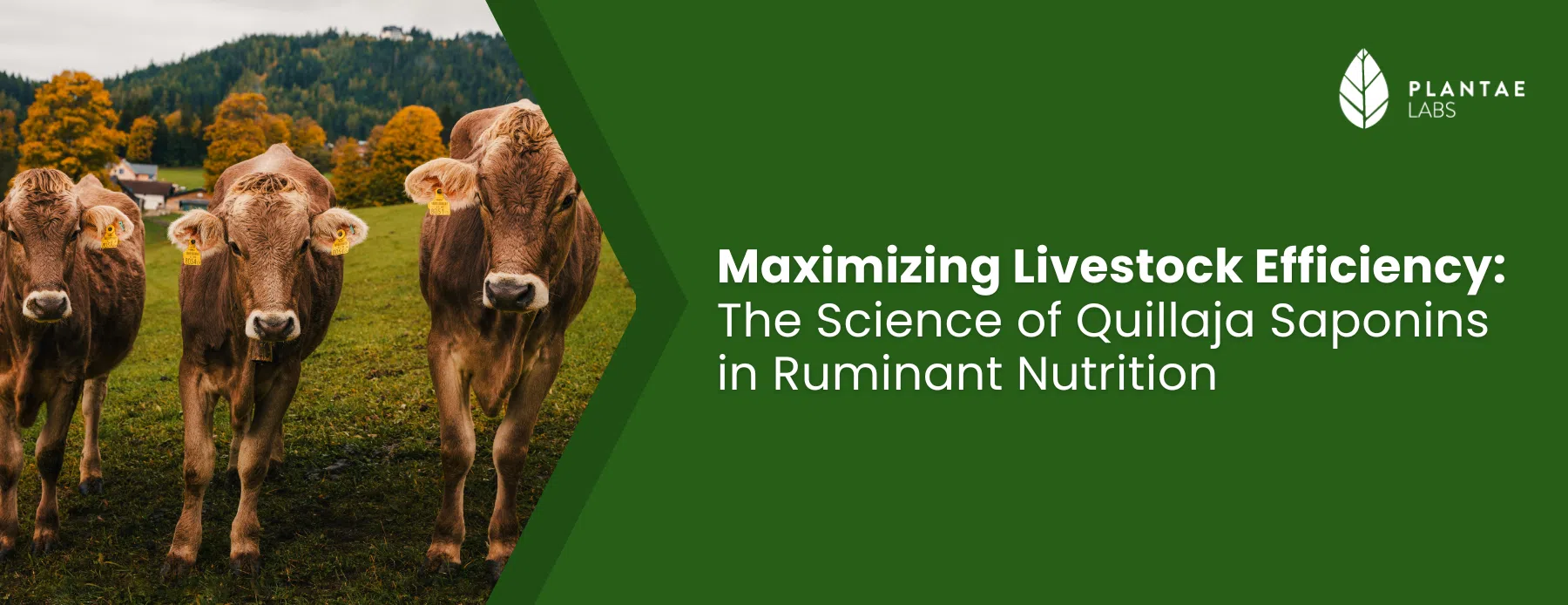 Mechanism of Quillaja saponins in rumen microbiota modulation and methane reduction