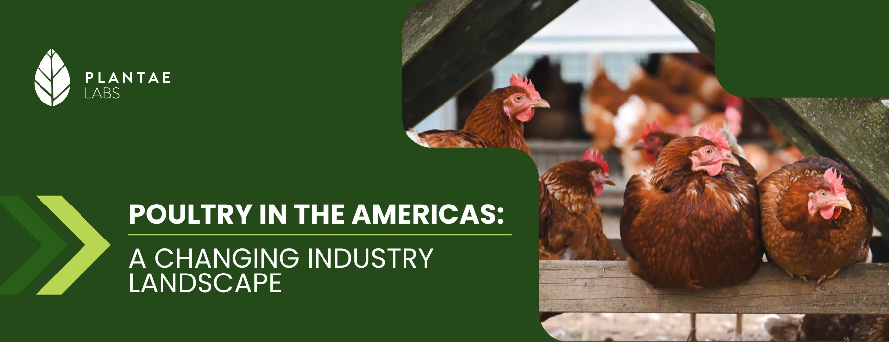 Avicultura nas Américas: as forças por trás do crescimento e as pressões futuras