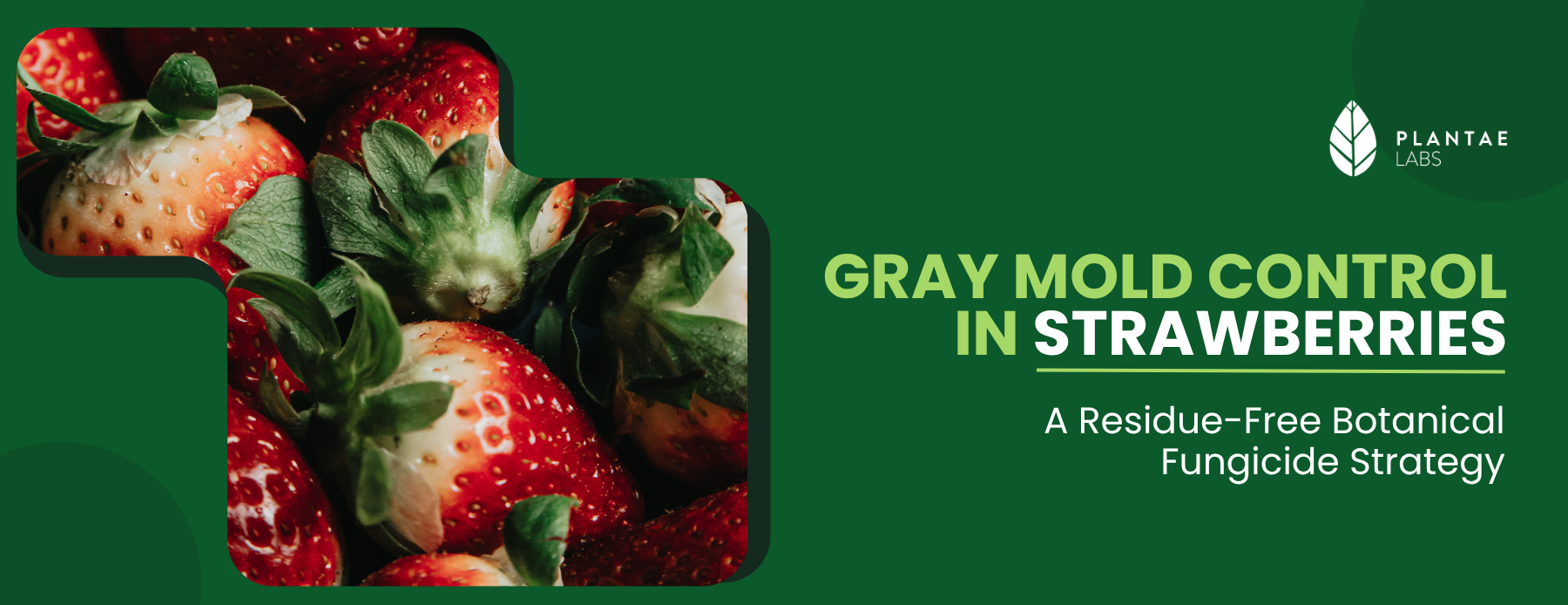 Controle do mofo cinzento em morangos