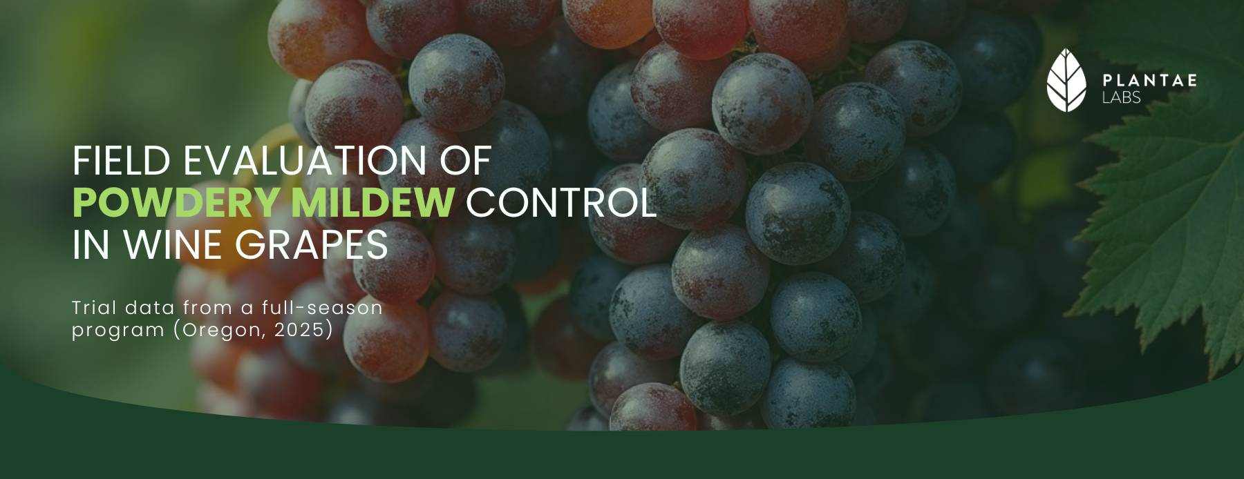 Control del oídio en las uvas para vino