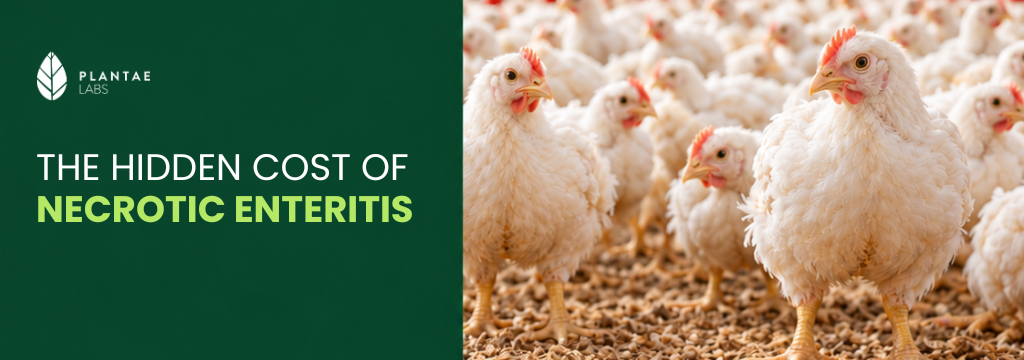 Enterite necrótica em aves